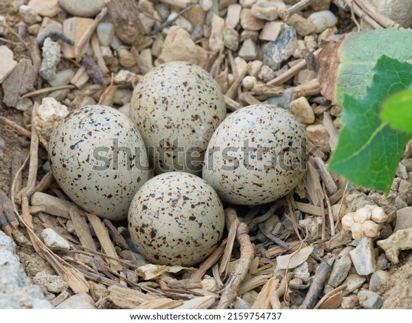 little ringed plover (Charadrius dubius)\
nest with 4 eggs on the ground. The eggs have small cracks on the\
surface, so it\'s just a bit before\
hatching