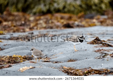 Little ringed plover common plover stood on rocks at the beach