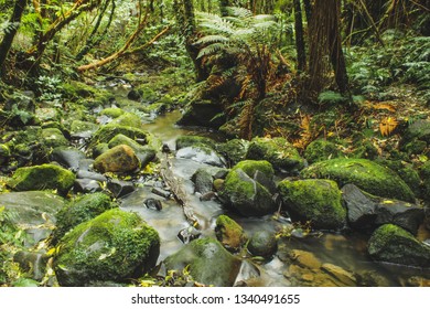 Little River Is Flowing Through Rainforest In New Zealand