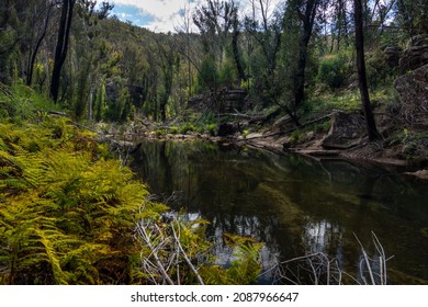 Little River Recovering From Bushfire In Nattai National Park.