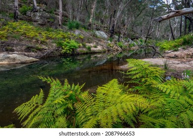 Little River Recovering From Bushfire In Nattai National Park.