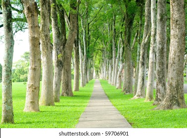 Little Road Through Row Of Trees