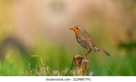 A Little Robin in the autumn season - Shutterstock ID 2229887791