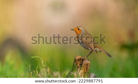 A Little Robin in the autumn season