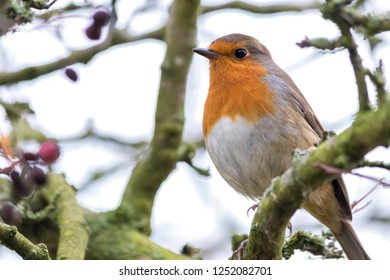 Little robin sitting in a branch with green branches in the background
