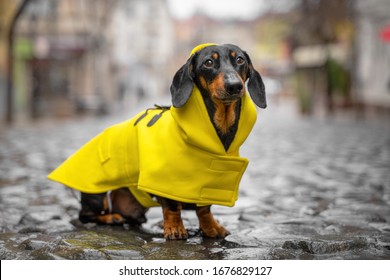 dachshund rain mac