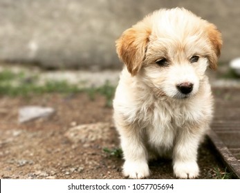 little sad dog sitting on the ground - Shutterstock ID 1057705694