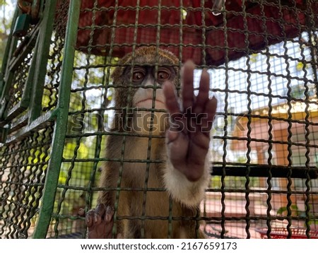 A little sad monkey in the cage