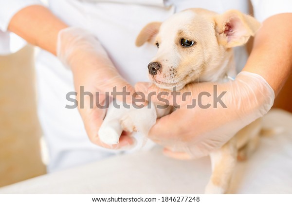 Little sad puppy getting bandage after injury on his\
leg by veterinarian at animal clinic. Vet bandaging paw of a\
mongrel dog.