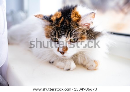 little sad white kitten with a red head lies on the window
