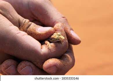 Little Salamander Found In The Sand