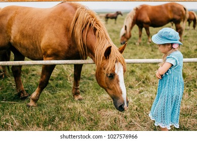 Little Scared Funny Child Feeding Wild Horse With Grass. Wary Frightened Girl Touching Horse Muzzle Outdoor At Nature. Overcoming Fear. Animal Expressive Face. Lovely Kind Kid In Blue Beautiful Dress