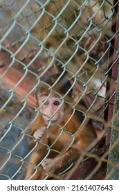 Little Scared Monkey In A Cage At The Zoo. Animals In Captivity. Protection Of Wild Animals