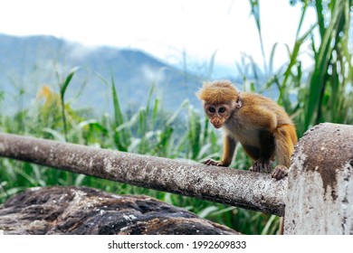 Little Scared Monkey Is Watching The Walking Tourists In Sri Lanka