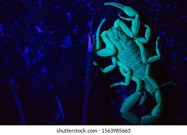 black light service scorpion black light service scorpion