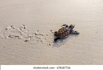 Little Sea Turtle Cub, Crawls along the Sandy shore in the direction of the ocean to Survive, Hatched, New Life, Saves, Way to life, Tropical Seychelles, footprints in the sand, forward to a new life