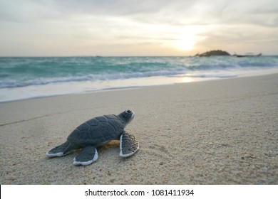 Little sea turtle on the sandy beach in morning time.