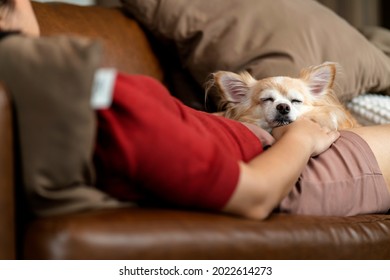 Little Senior Old Chihuahua Dog Relax Sleeping With Her Owner Together On Sofa Couch In Living Room Home Interior Background,home Isolation Stay Home State Order Concept