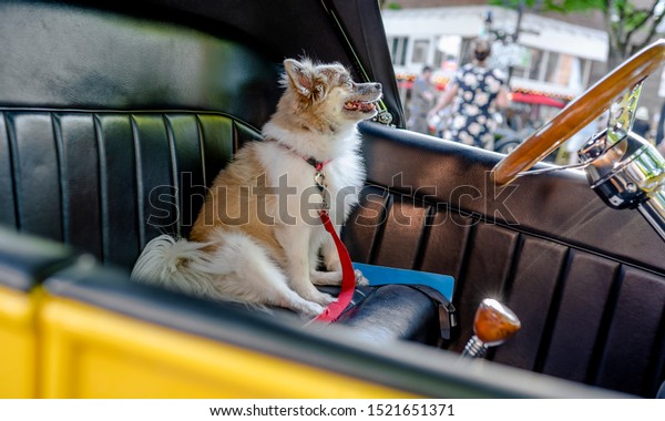 A\
little shaggy dog as a real driver proudly sits in the driver\'s\
seat of an old retro car at a vintage car exhibition in a small\
town, attracting visitors to the exhibit of his\
owner