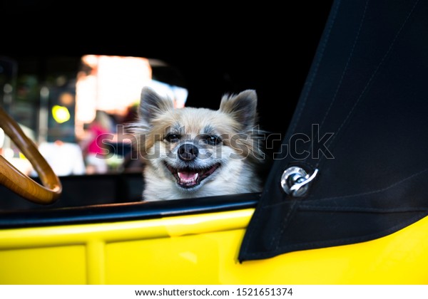 A\
little shaggy dog as a real driver proudly sits in the driver\'s\
seat of an old retro car at a vintage car exhibition in a small\
town, attracting visitors to the exhibit of his\
owner