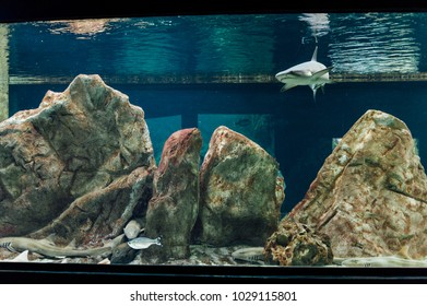 Little Shark Swiming In The Tank Of A Aquarium