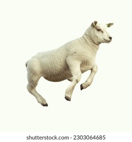 Little sheep jumping in the air on a white background - Shutterstock ID 2303064685