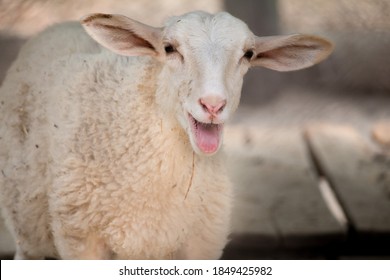 Little sheep screaming with tongue out - Shutterstock ID 1849425982