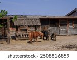 Little shetlan pony horeses on ranch farm 