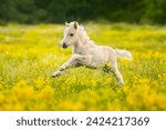 Little shetland pony foal running in the field with flowers