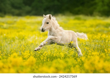 Little shetland pony foal running in the field with flowers - Powered by Shutterstock