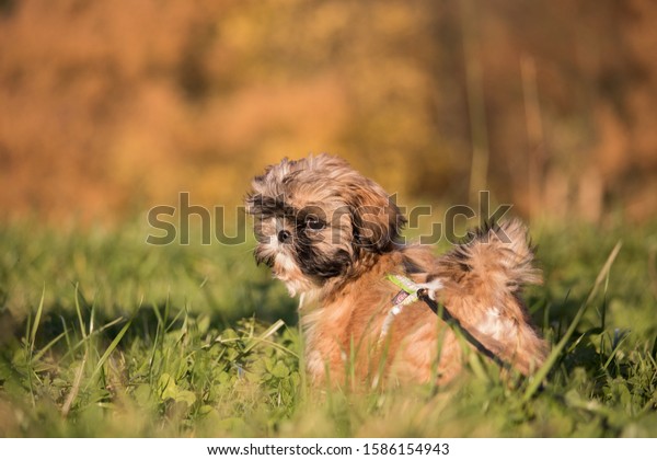 teacup shih tzu