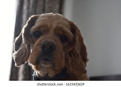 Chocolate Cocker Spaniel Images Stock Photos Vectors Shutterstock