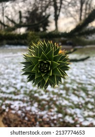 Little Shot Of A Spider Monkey Tree