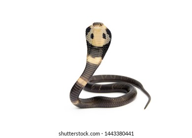 Little Siamese cobra Young Snake (Naja kaouthia) isolated on white background.