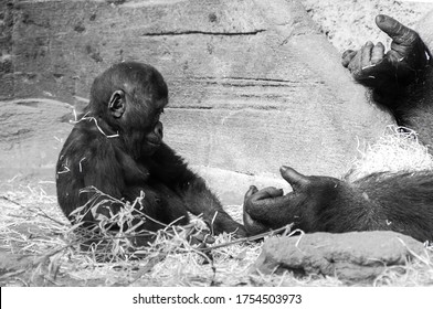 Little Silverback Gorilla Baby Looks At His Mother's Hand