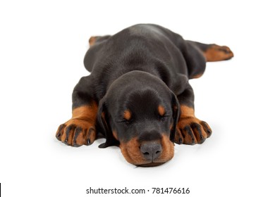 Little Sleeping Doberman Puppy Isolated On White.