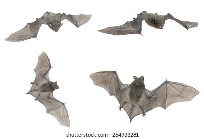 Little small bat flying,isolated on white
