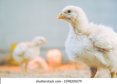 Little Small Broiler Poultry White Chick Bird