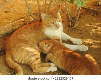 Little Small Kitty Feeding Breast Milk From Its Mother Cat, Selective Focus Of Small Semi Owned Stray Domestic Egyptian Cat Having Milk From Their Mom On The Sand