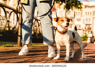 Little small pet dog walking with owner woman girl on the street outdoors. Jack russell terrier playing in park. - Shutterstock ID 2055965123