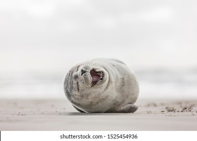 Little Smiling Seal On The Beach