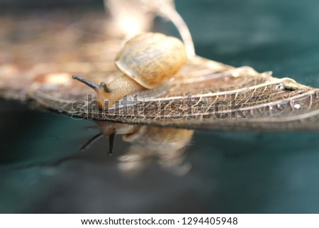 Similar – Garden snail IV Leaf