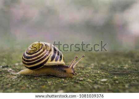 Similar – snail in moss Nature Grass