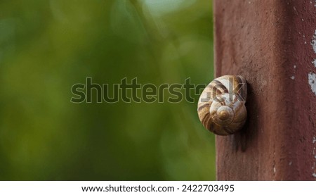 Little snail in garden on green bokeh