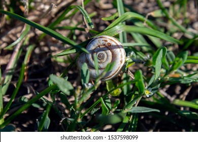 Little snail in the grass