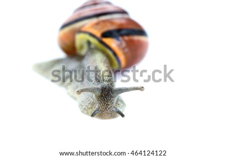 Similar – Gartenschnecke III