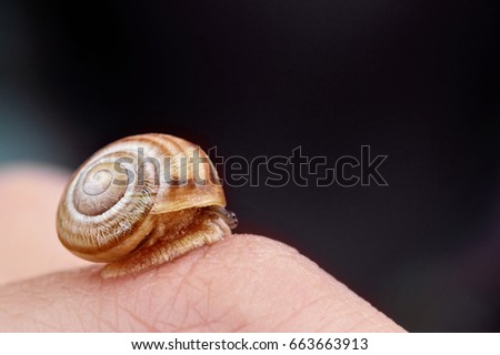 Similar – Image, Stock Photo Snail rescue operation!