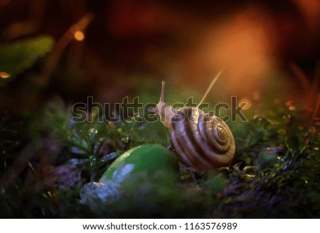 Similar – Image, Stock Photo small enchanted world