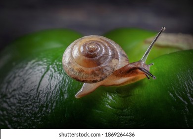  Little Snail On The Curves Of Wrinkled Surface Of Big Green Pepper, Snail Is Really Small About 0,4 Inch  Is Diameter Of  His House.