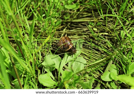 Little snail on green grass macro photo